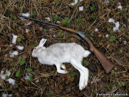 охота на зайца в азербайджане